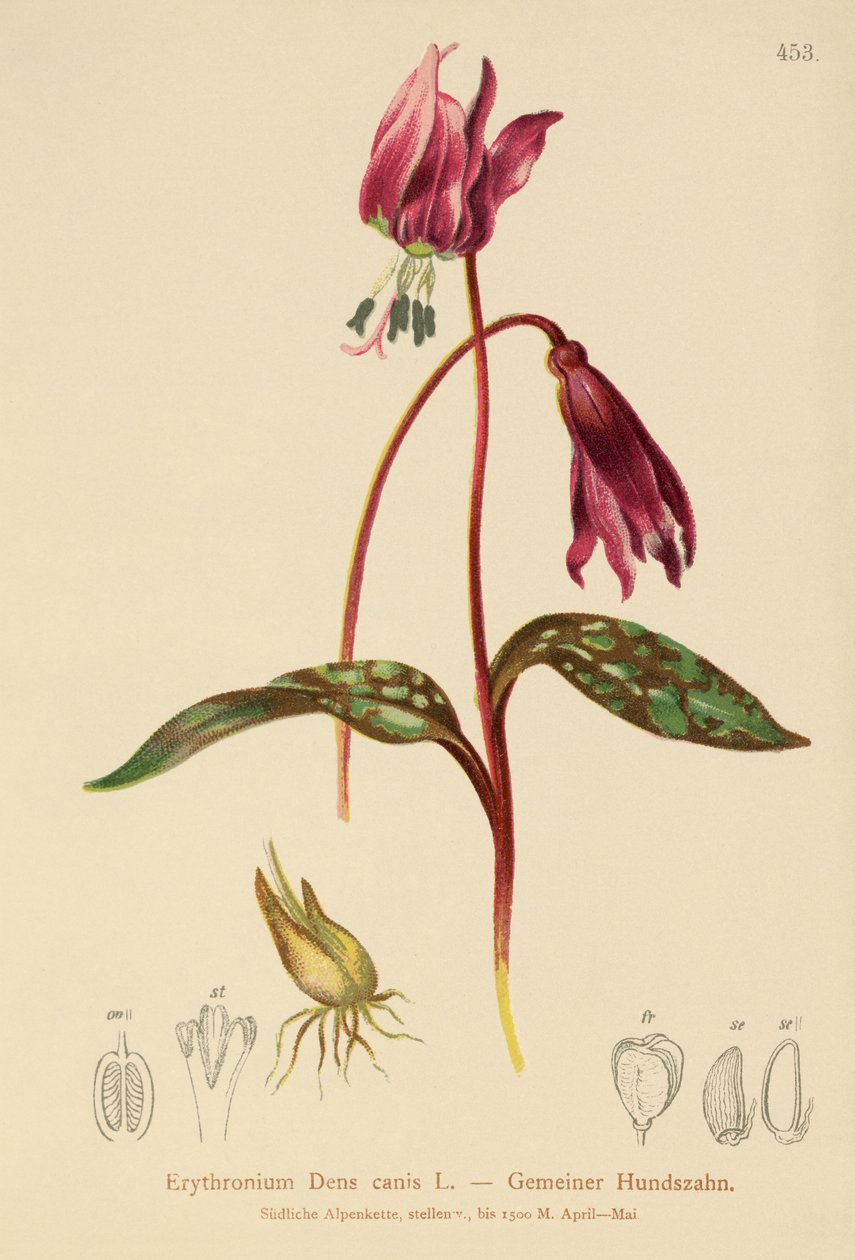 Violeta Dogtooth (Erythronium Dens canis, Erythronium caninum) de German School