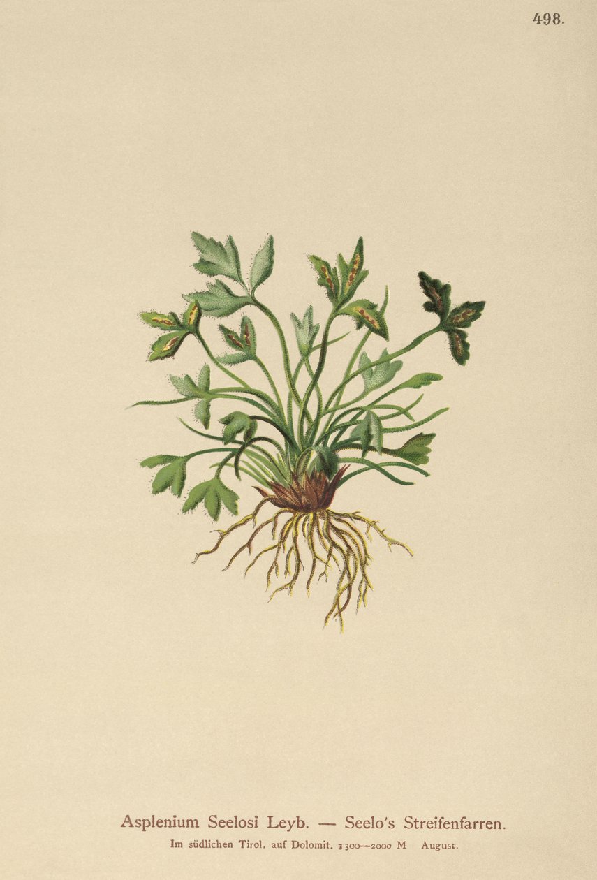 Spleenwort de dolomita (Asplenium Seelosii) de German School