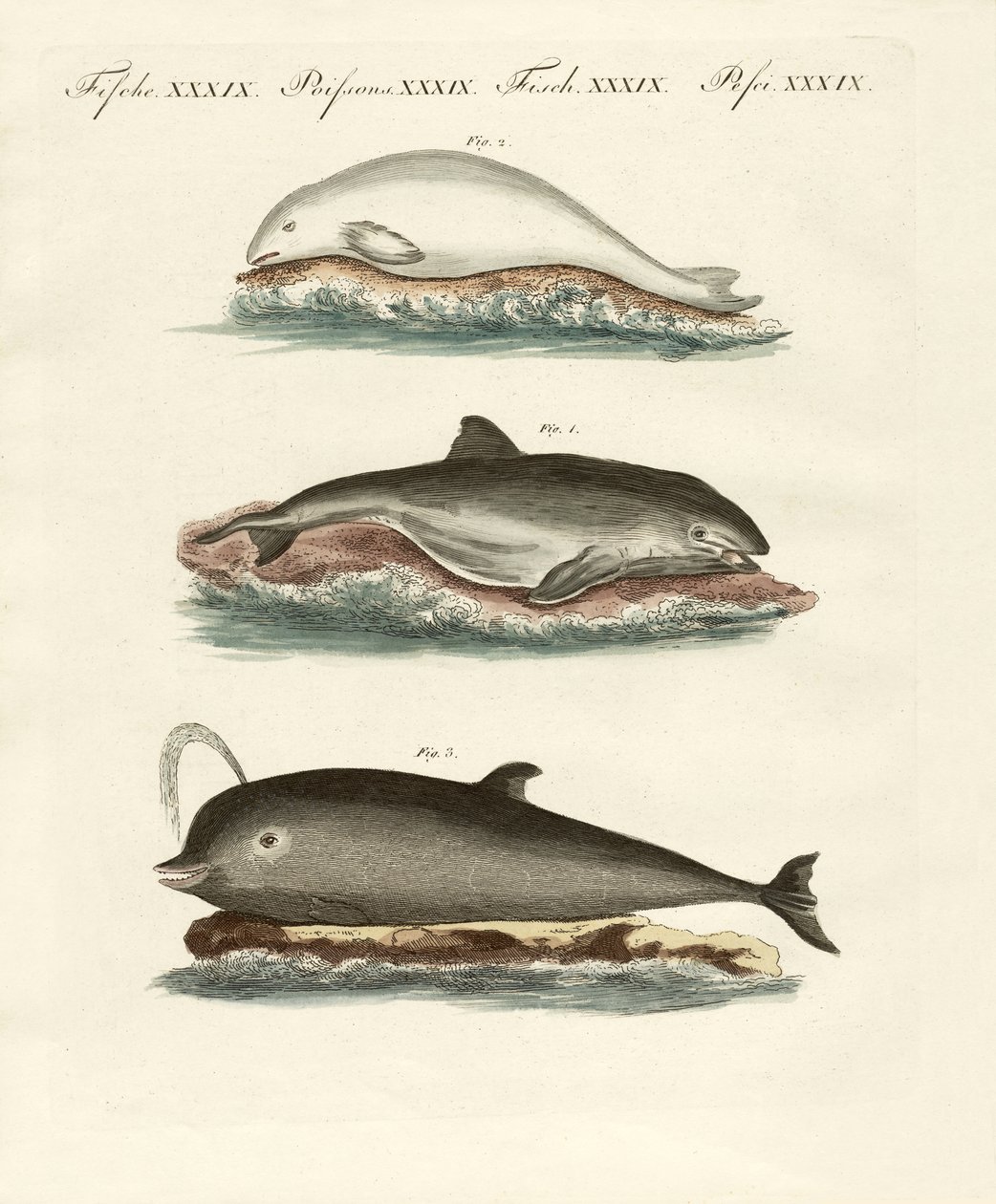 Golfinhos (gravura colorida) de German School
