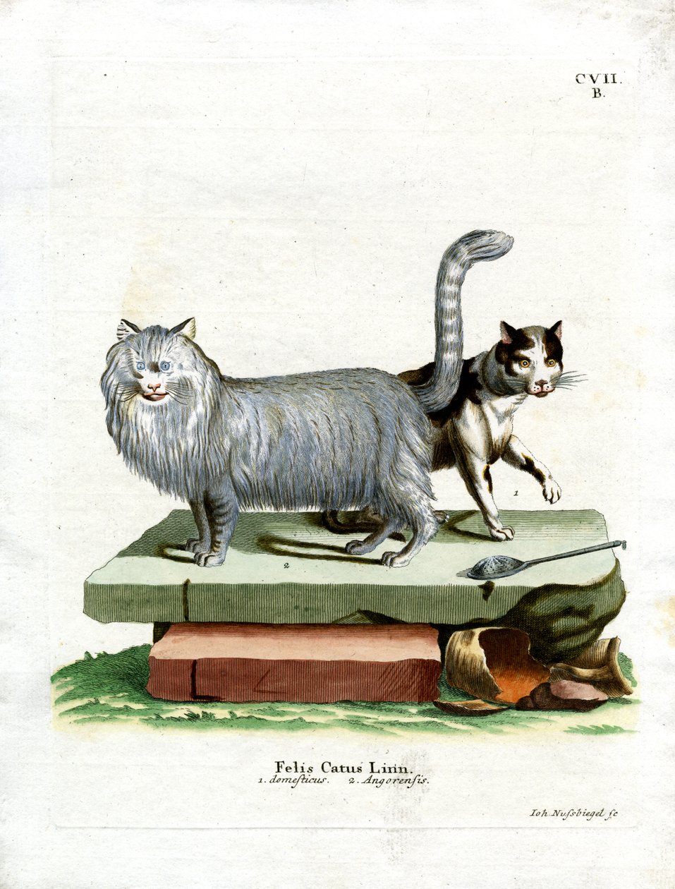 Domestic Cat (gravação a cores) de German School