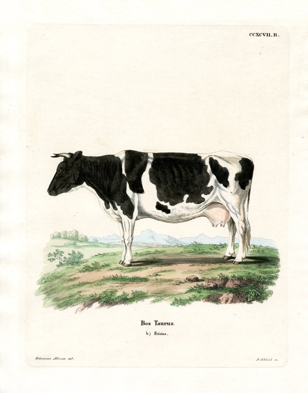 Gado doméstico (gravura a cores) de German School