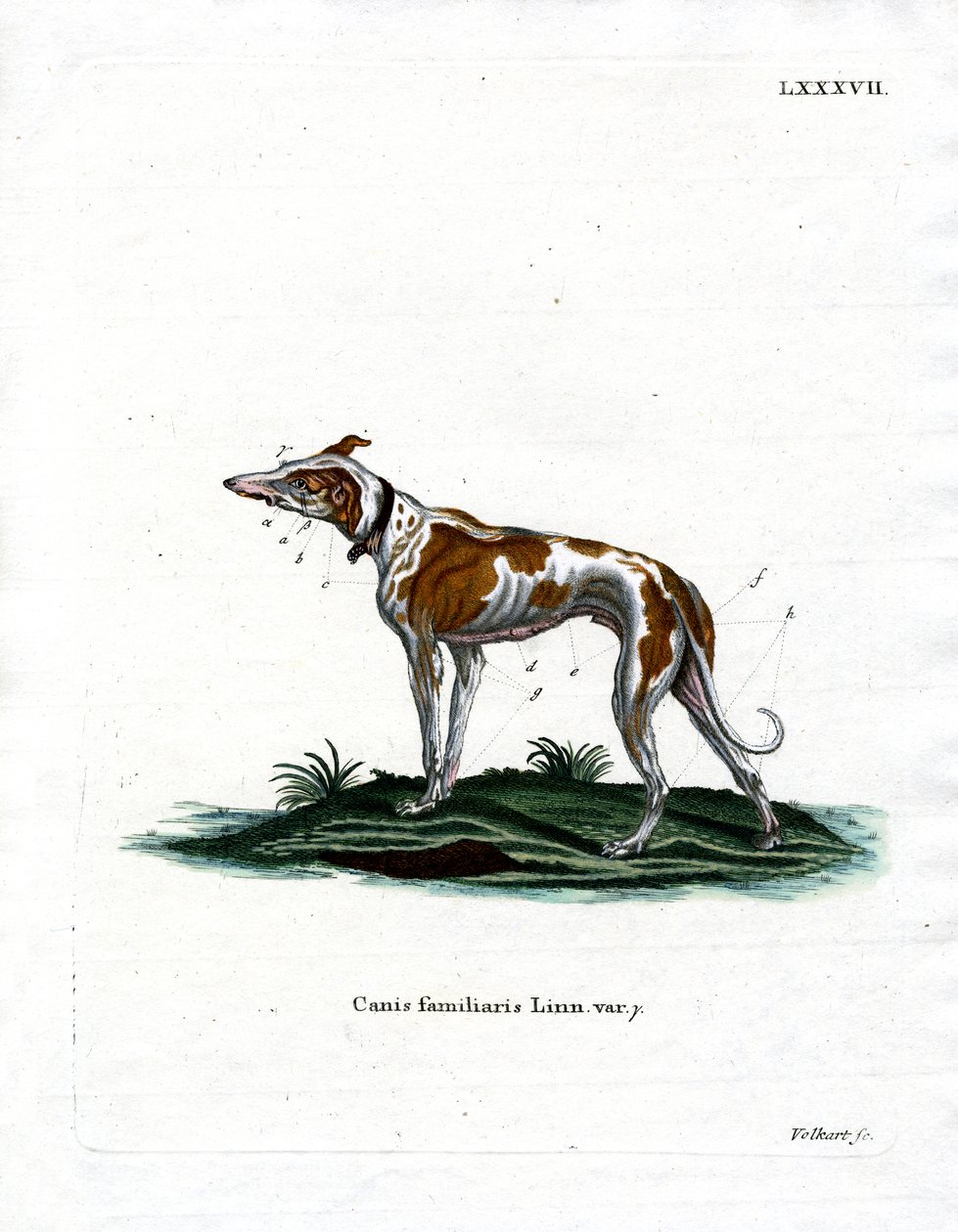Domestic Dog (gravação a cores) de German School