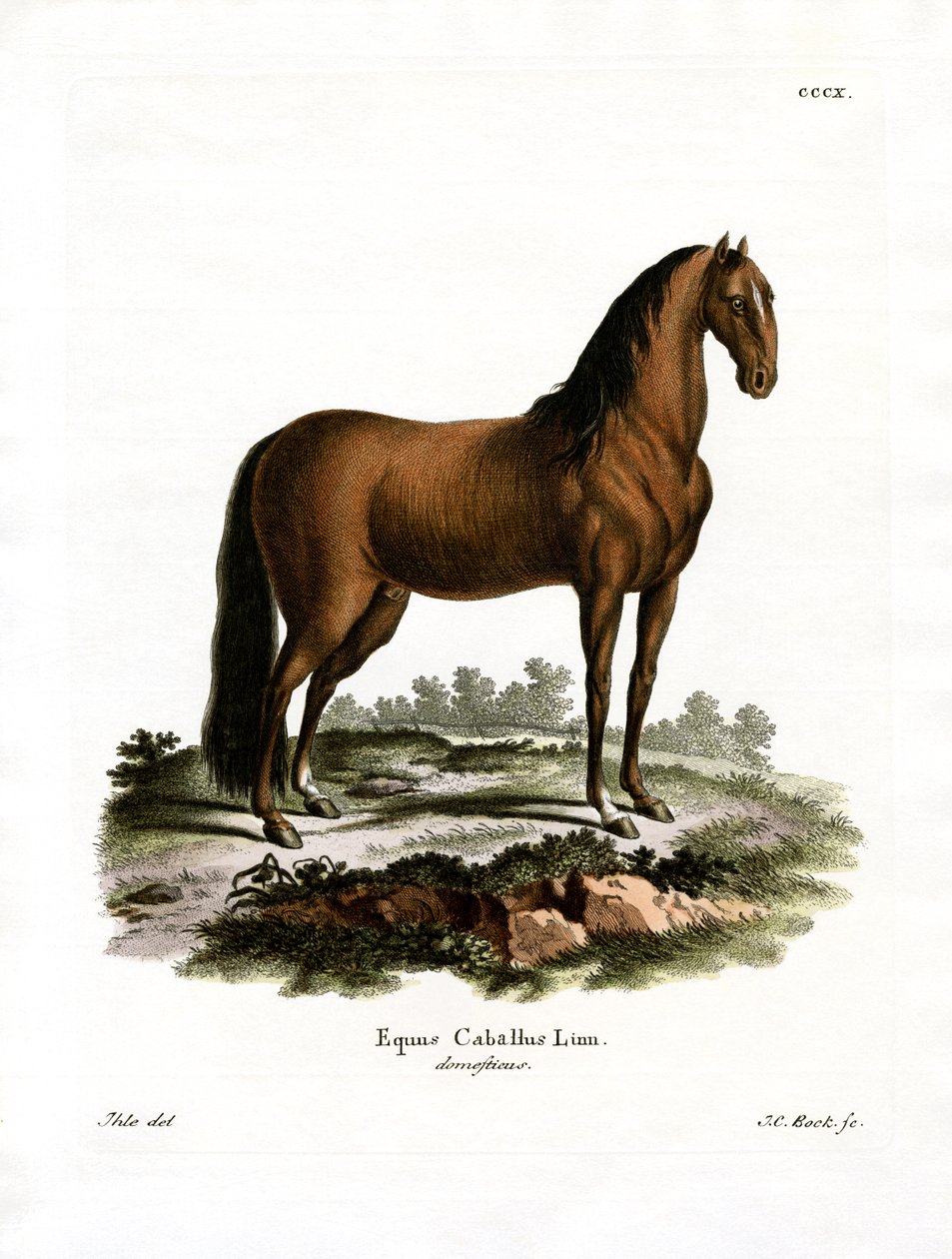 Cavalo doméstico (gravura a cores) de German School