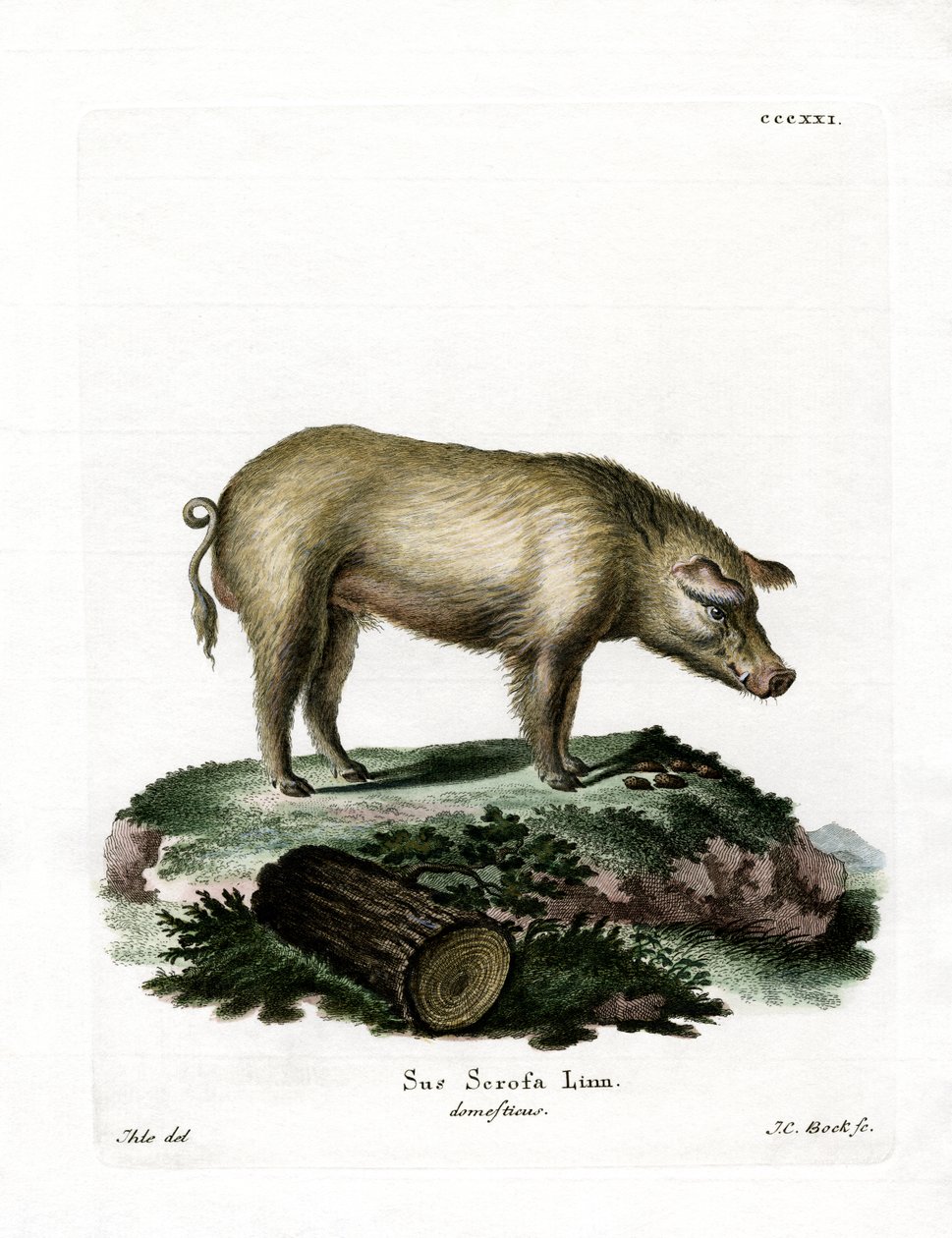 Porco Doméstico (gravação a cores) de German School
