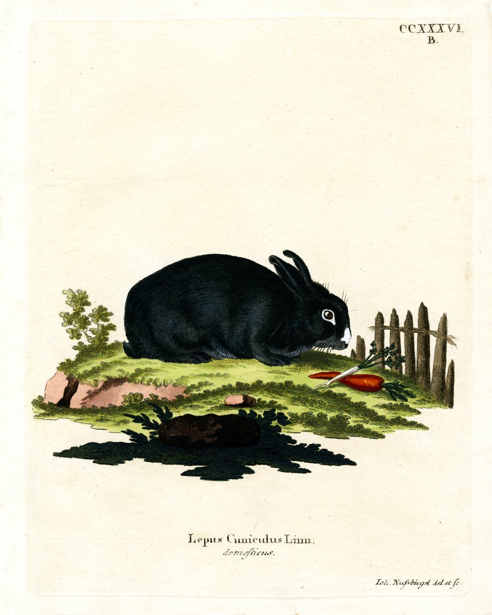 Coelho doméstico (gravura colorida) de German School