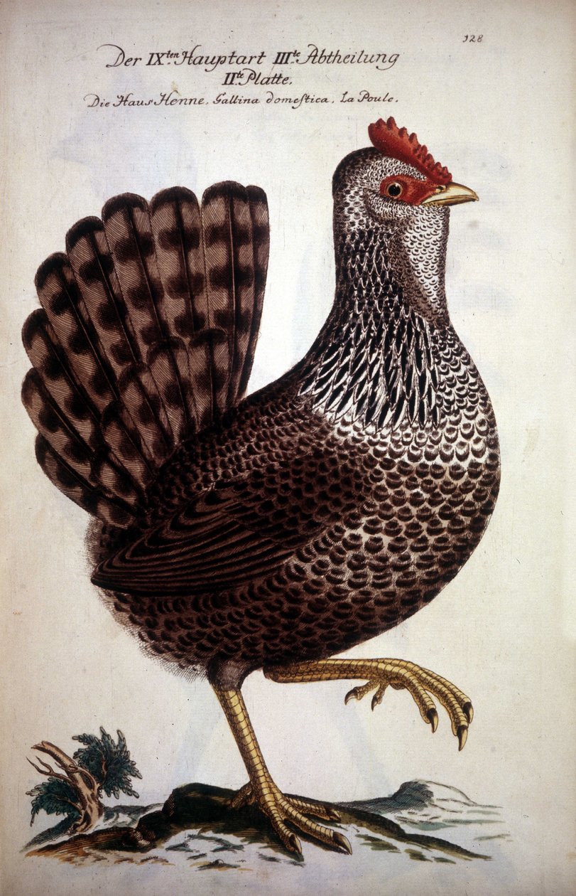 Galinha doméstica - tratado alemão do século XVIII. de German School