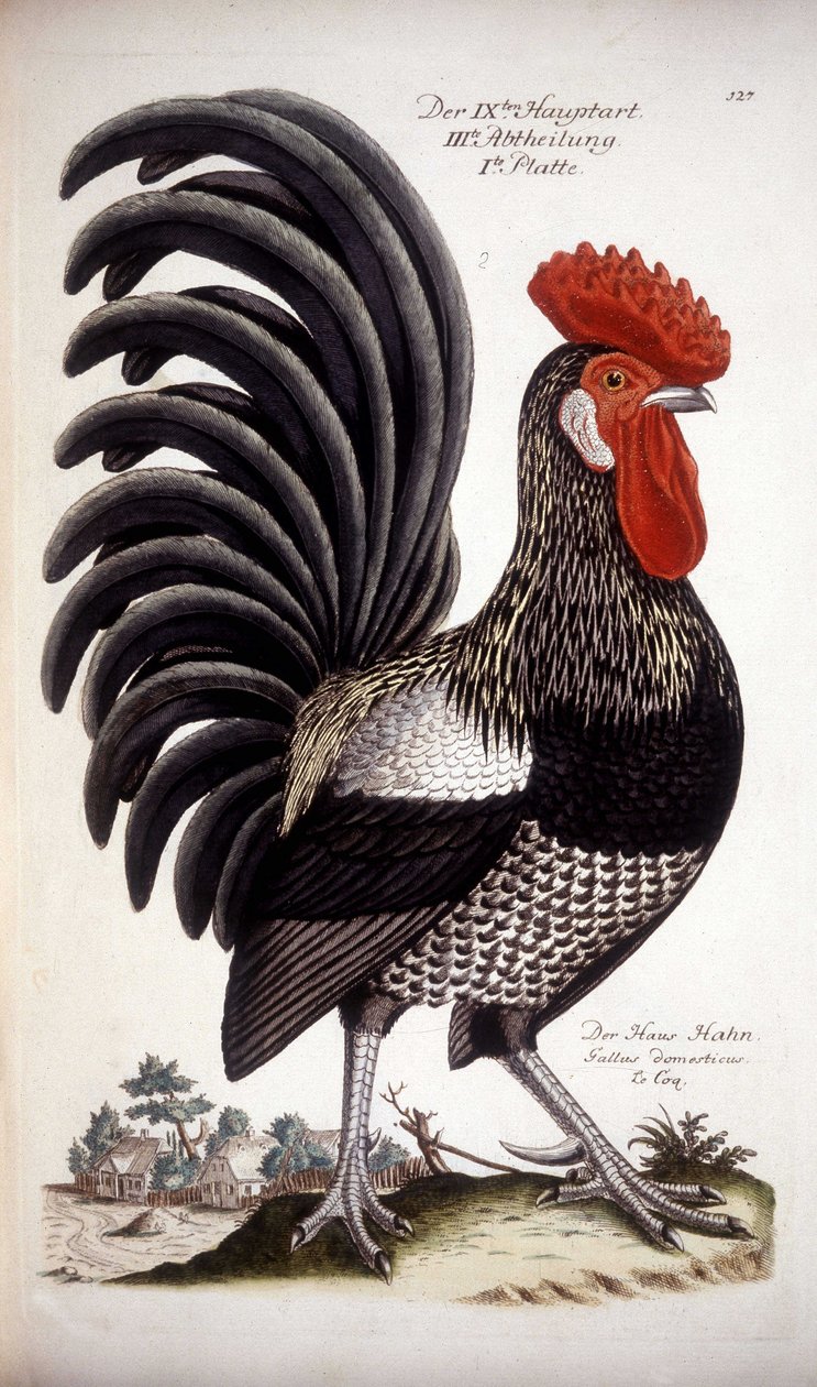 Galo doméstico - tratado alemão do século XVIII. de German School