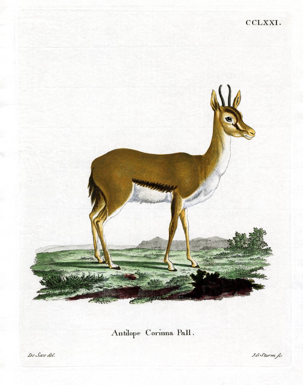 Dorcas Gazelle (gravação a cores) de German School