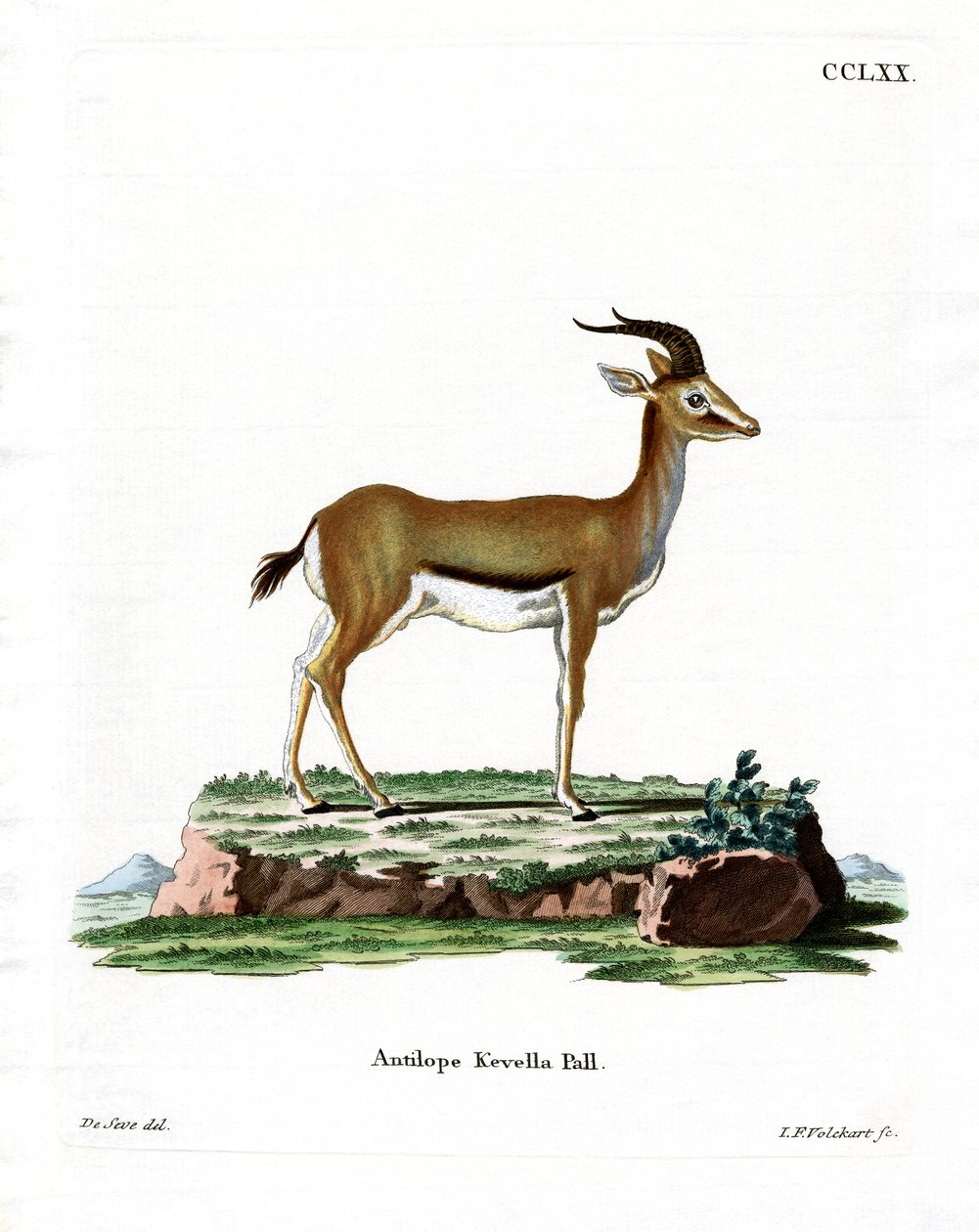 Dorcas Gazelle (gravação a cores) de German School
