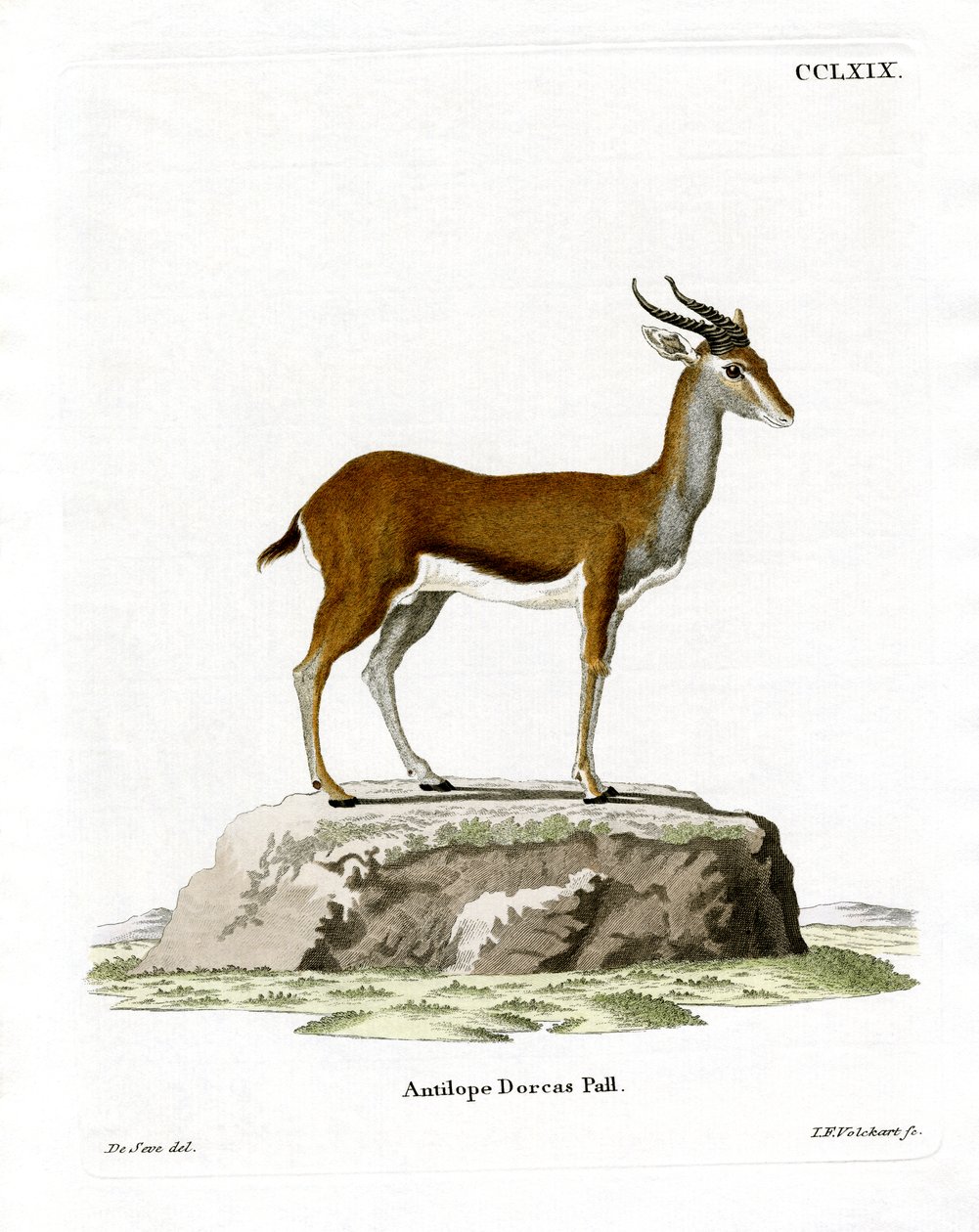 Dorcas Gazelle (gravação a cores) de German School