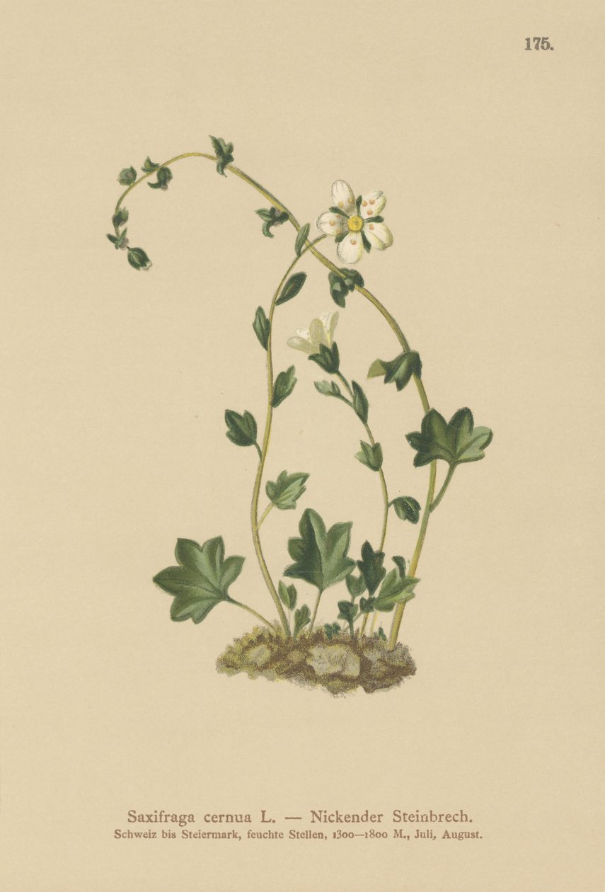 Drooping Saxifrage (Saxifraga cernua) (cor litho) de German School