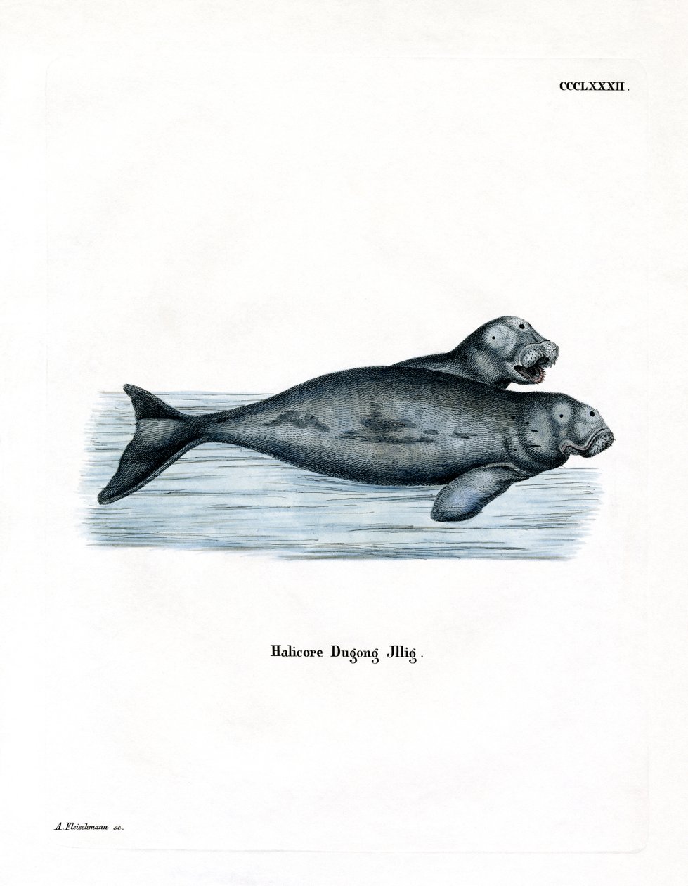 Dugong (gravação a cores) de German School