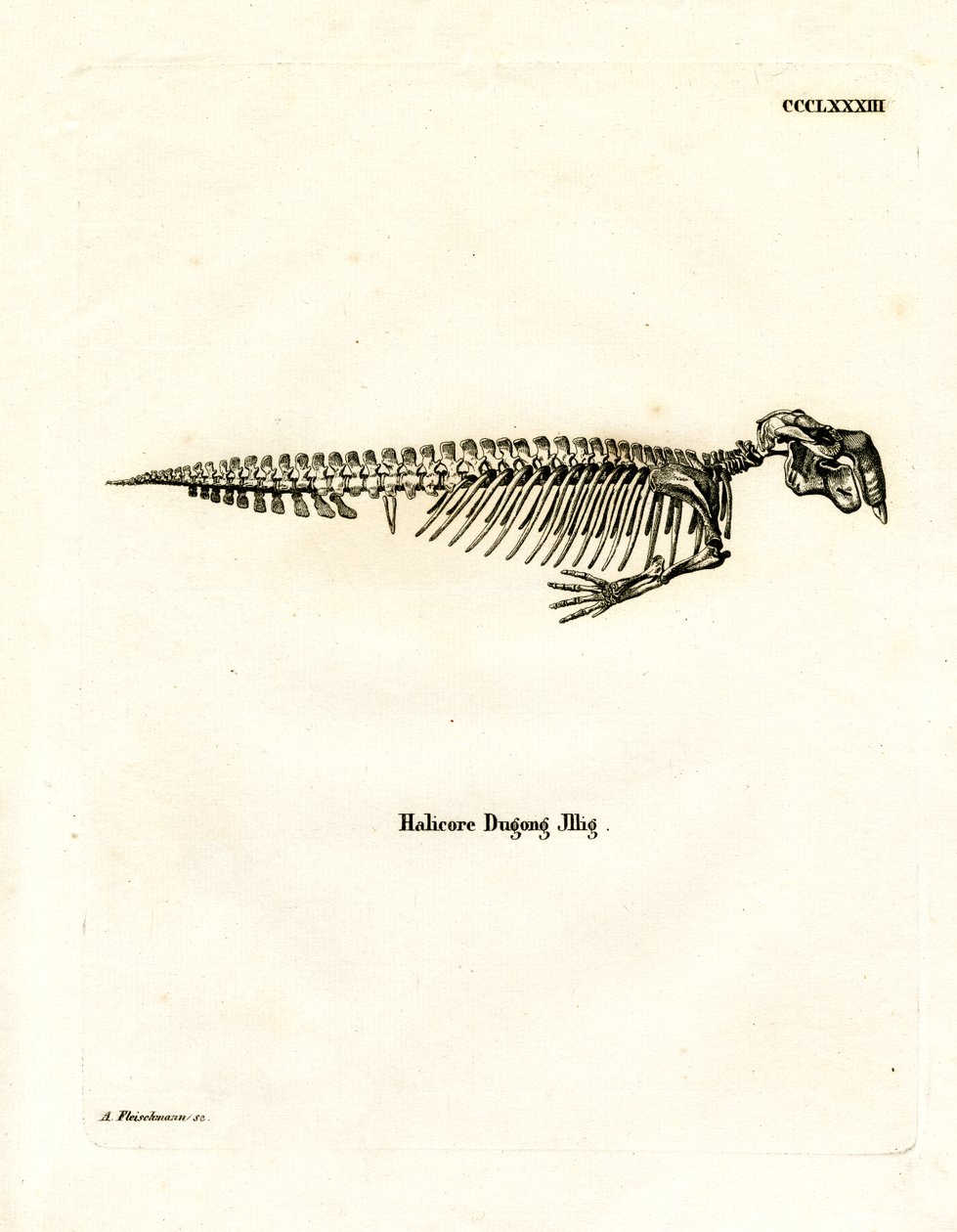 Dugong Skeleton (gravação a cores) de German School