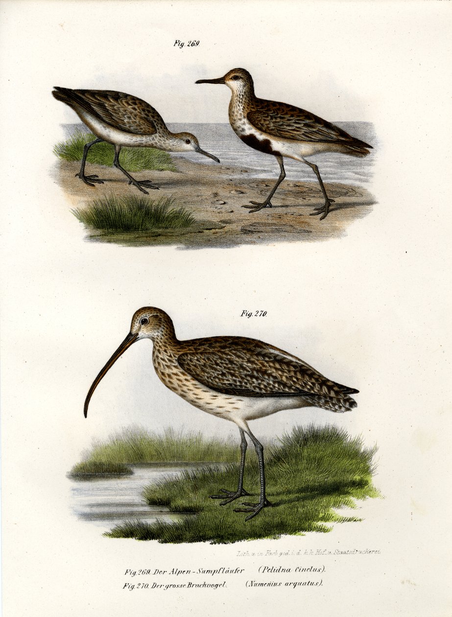 Dunlin, 1864 de German School