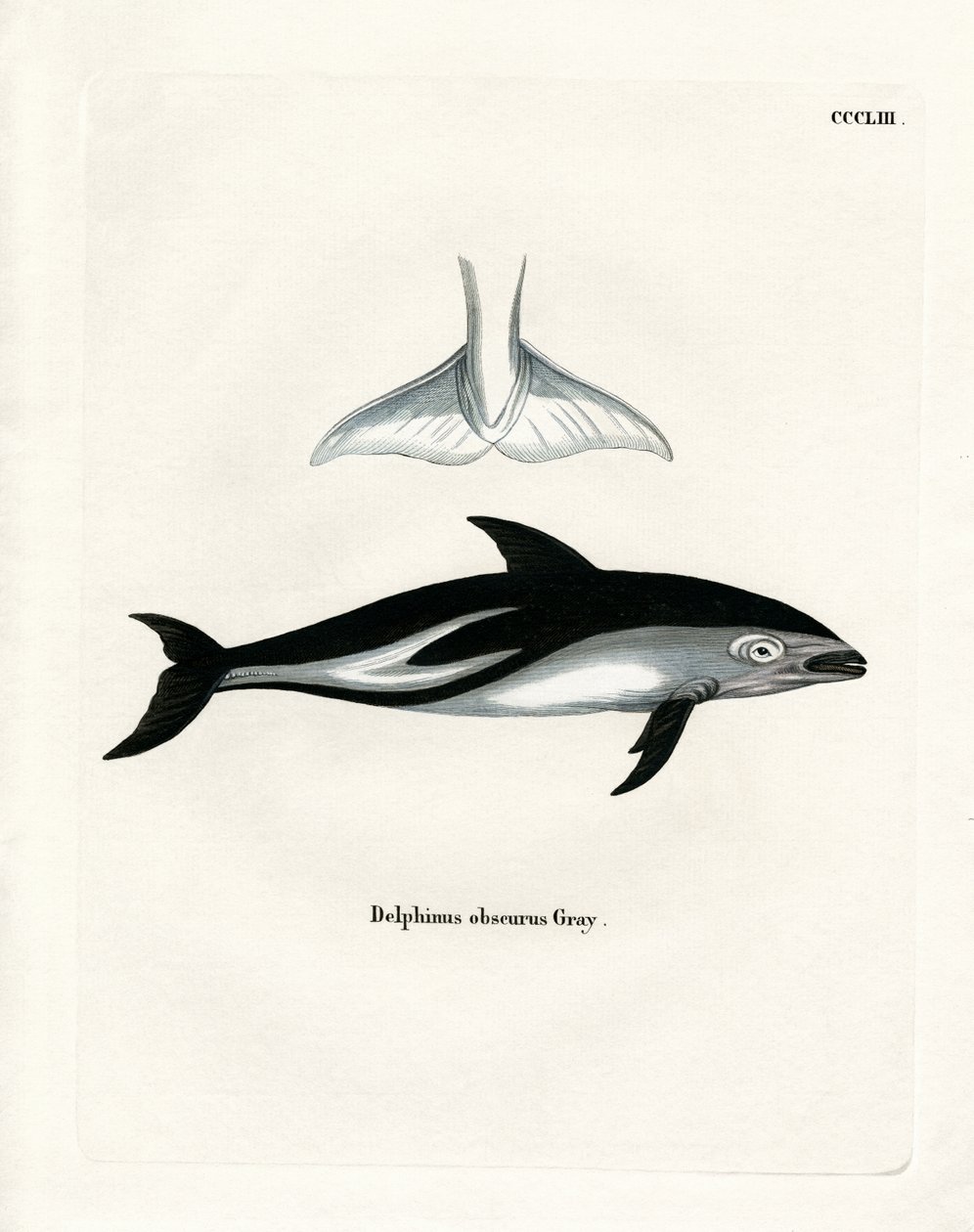 Dusky Dolphin (gravura colorida) de German School