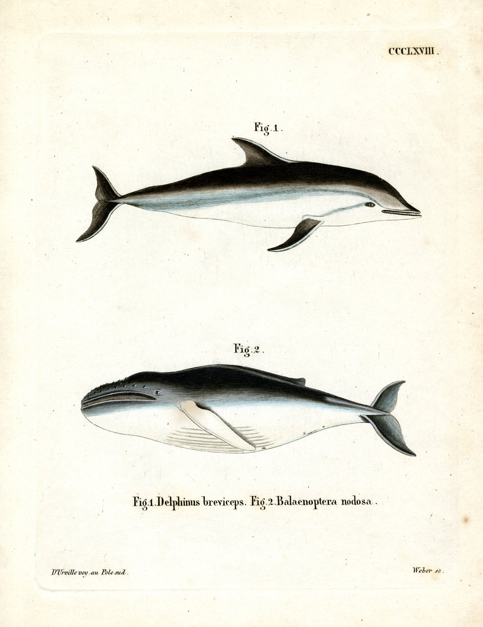 Dusky Dolphin (gravura colorida) de German School