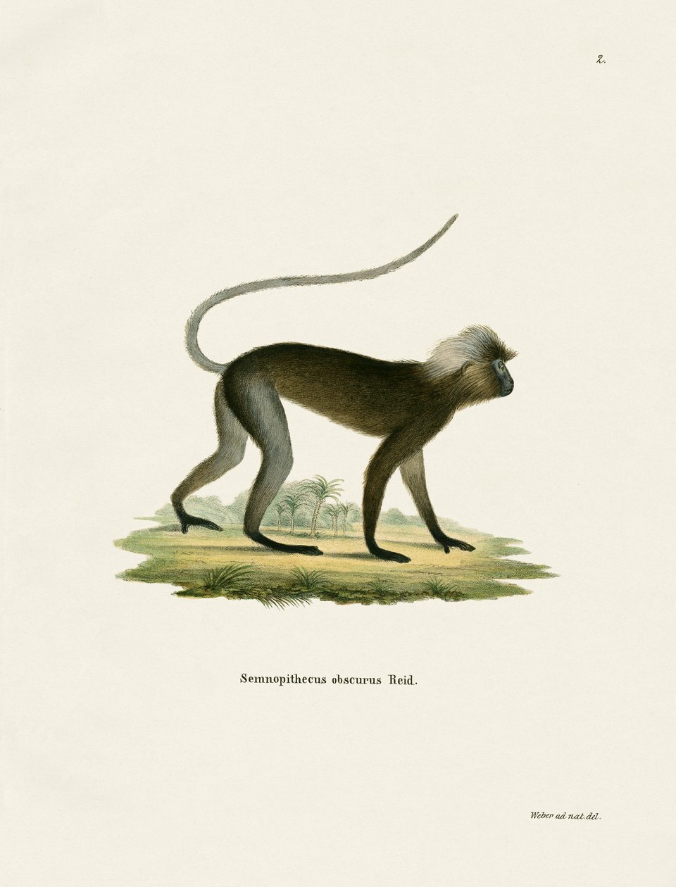 Dusky Leaf Monkey (gravação a cores) de German School