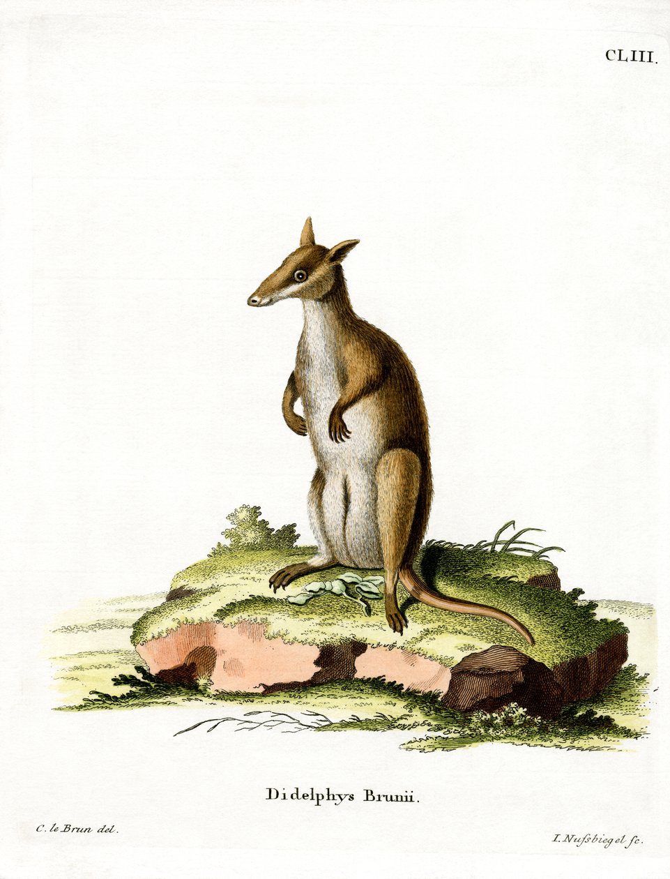 Dusky Wallaby (gravura colorida) de German School
