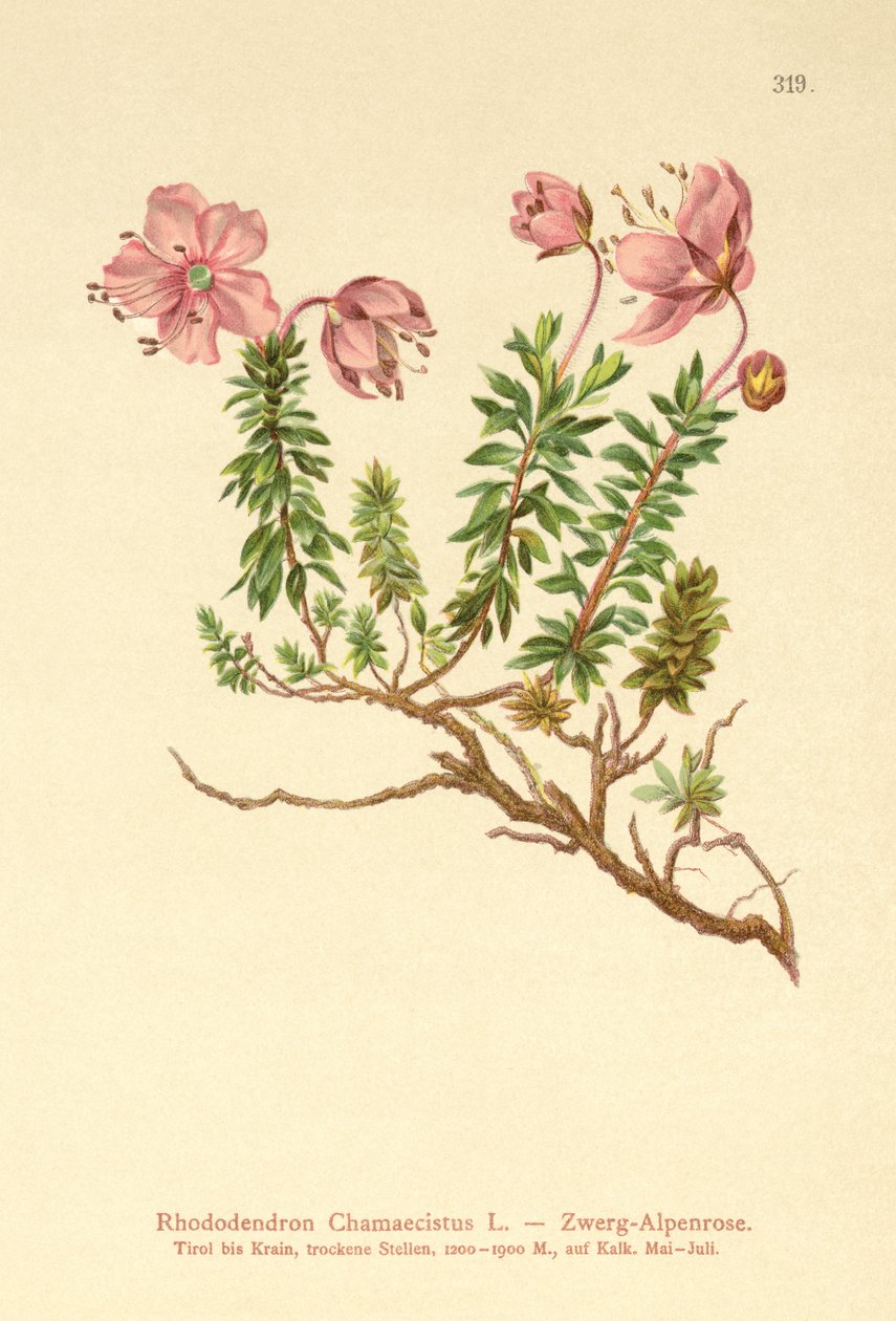 Alpenrose anão (Rhododendron Chamaecistus) de German School