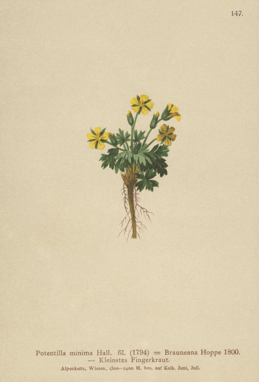 Cinquefoil anão (Potentilla mínimo, Potentilla Brauneana, Potentilla dubia) de German School