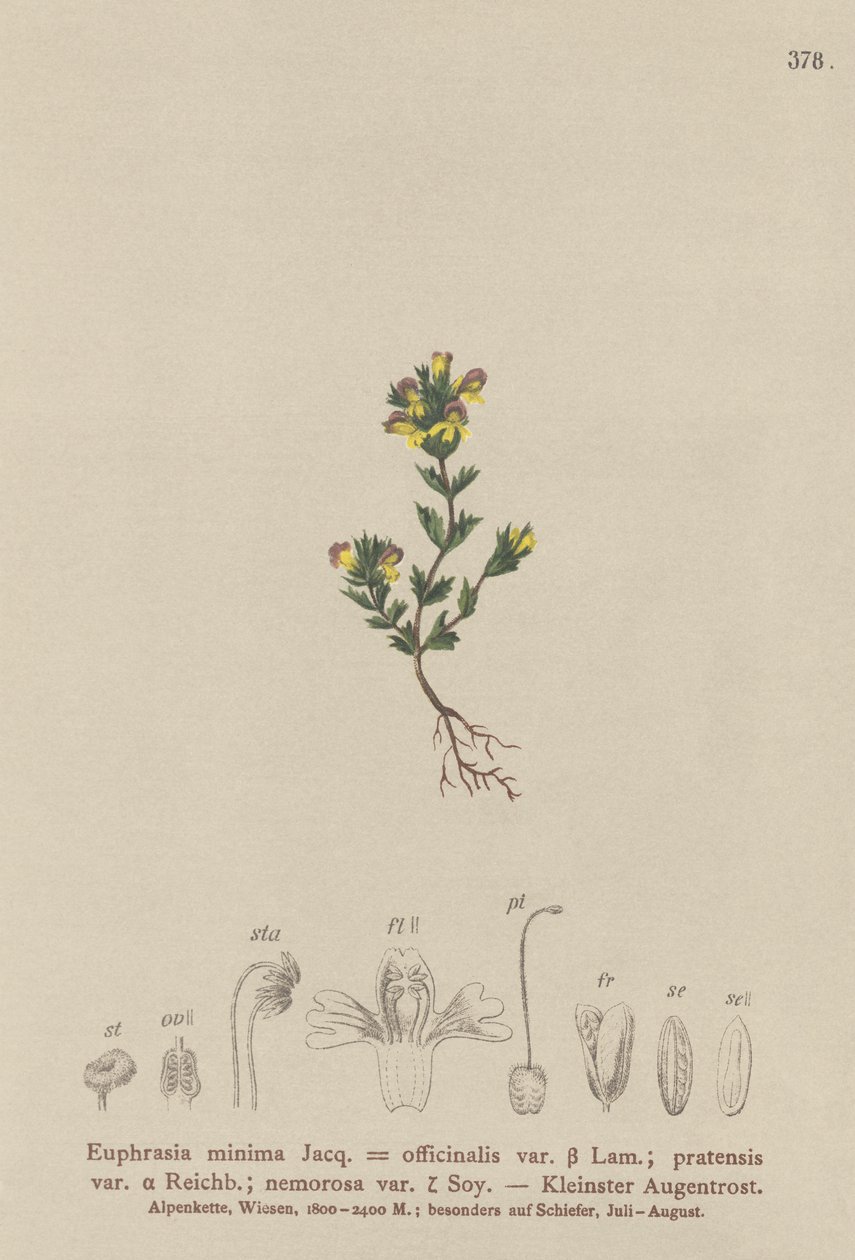 Eyebright anão (Euphrasia minima, Euphrasia officinalis, Euphrasia pratensis var nemorosa) de German School