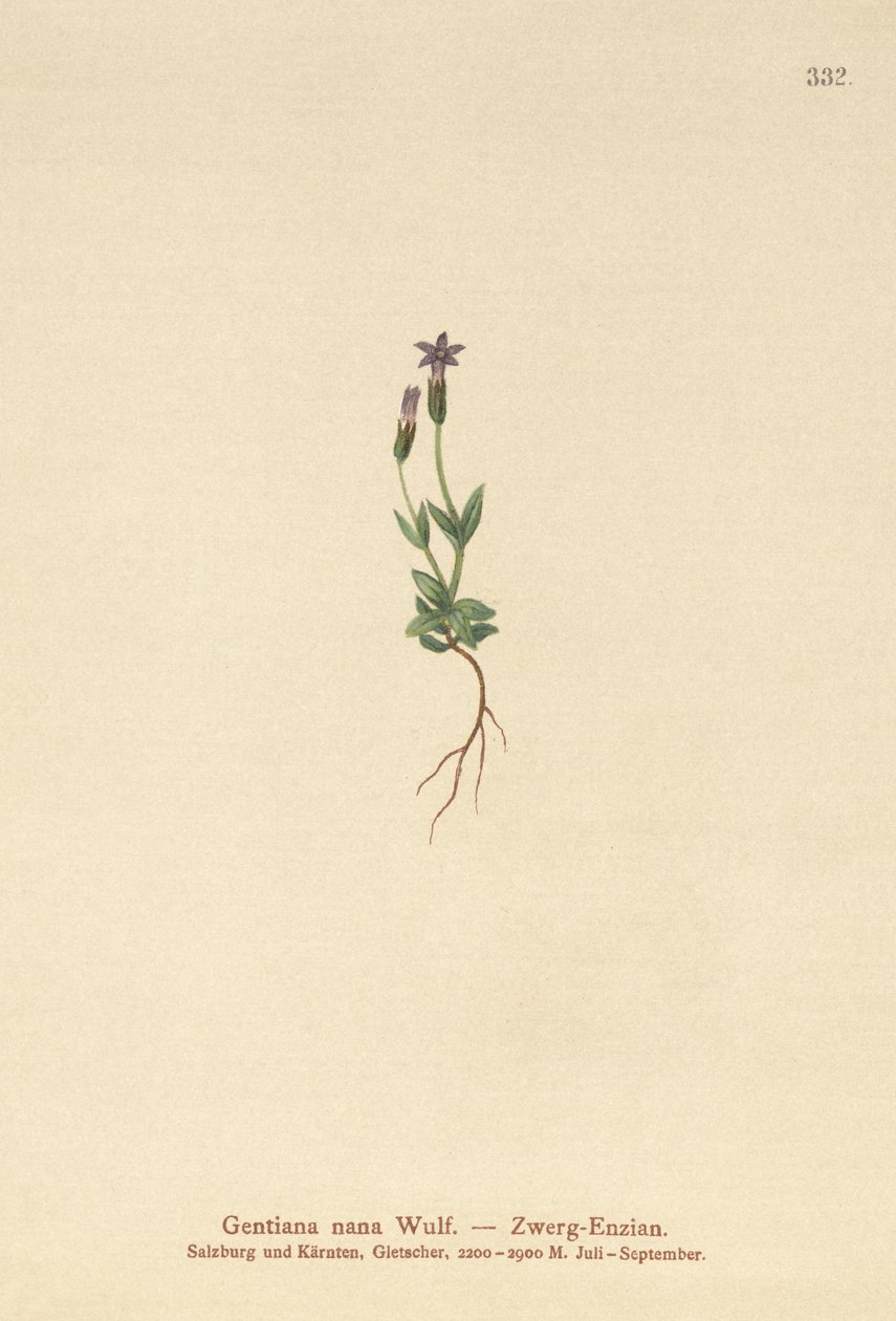 Genciana Anã (Gentiana nana, Gentianella nana) de German School
