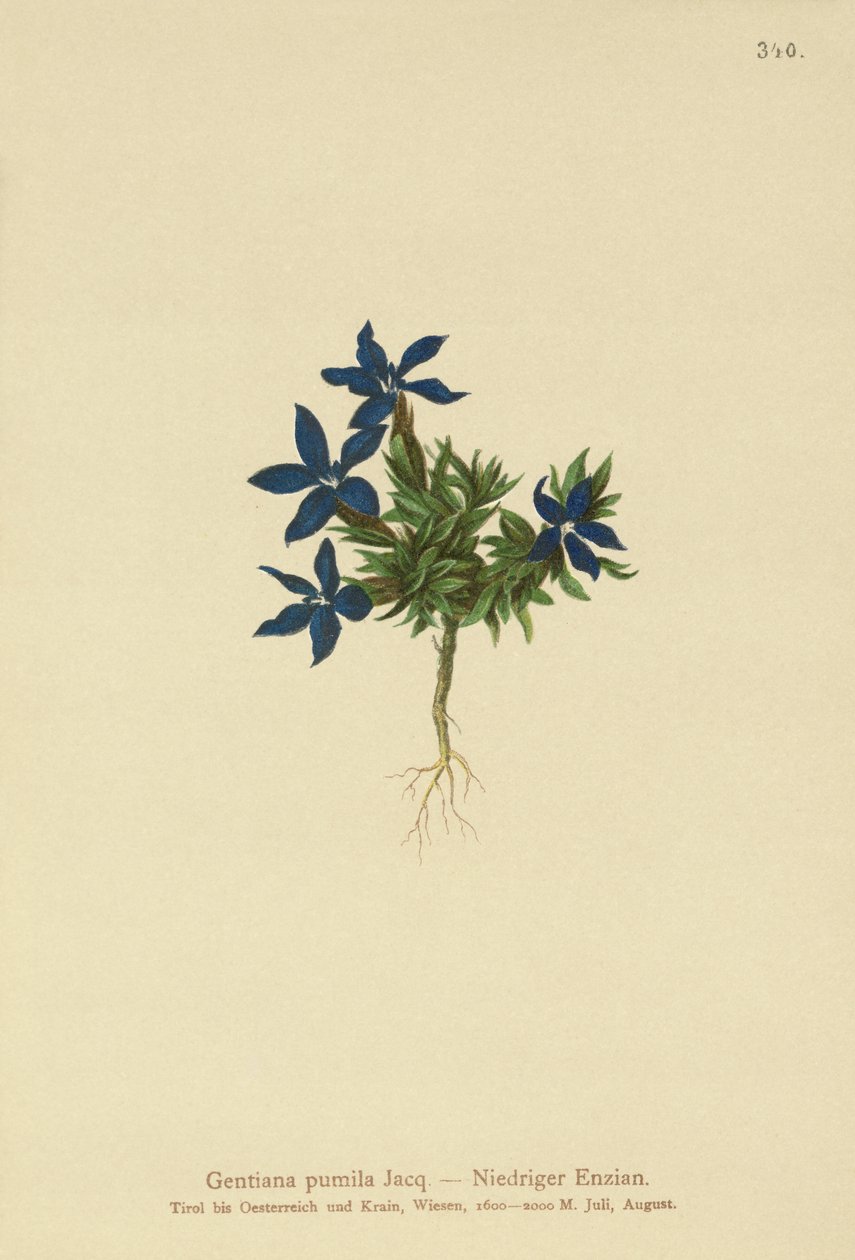 Genciana anã (Gentiana pumila) de German School