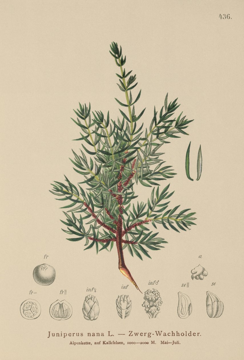 Juniper anão (Juniperus nana, juniperus communis subsp. Nana, Juniperus communis vars sxatilis) de German School