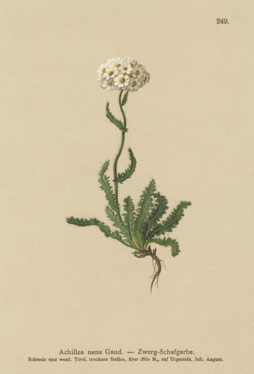Milfoil anão de German School