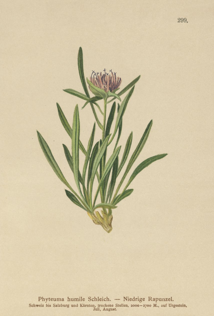 Rampion anão (Phyteuma humile) de German School