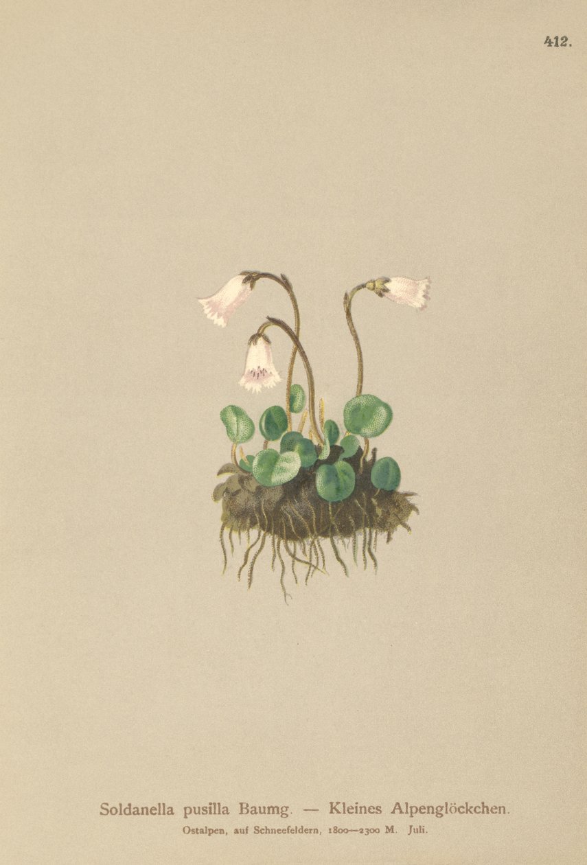 Anão Snowbell (Soldanella pusilla, Soldanella alpicola) de German School