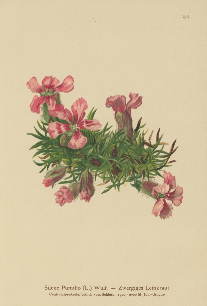 Soapwort anão (Silene Picko, saponaria pickle) de German School