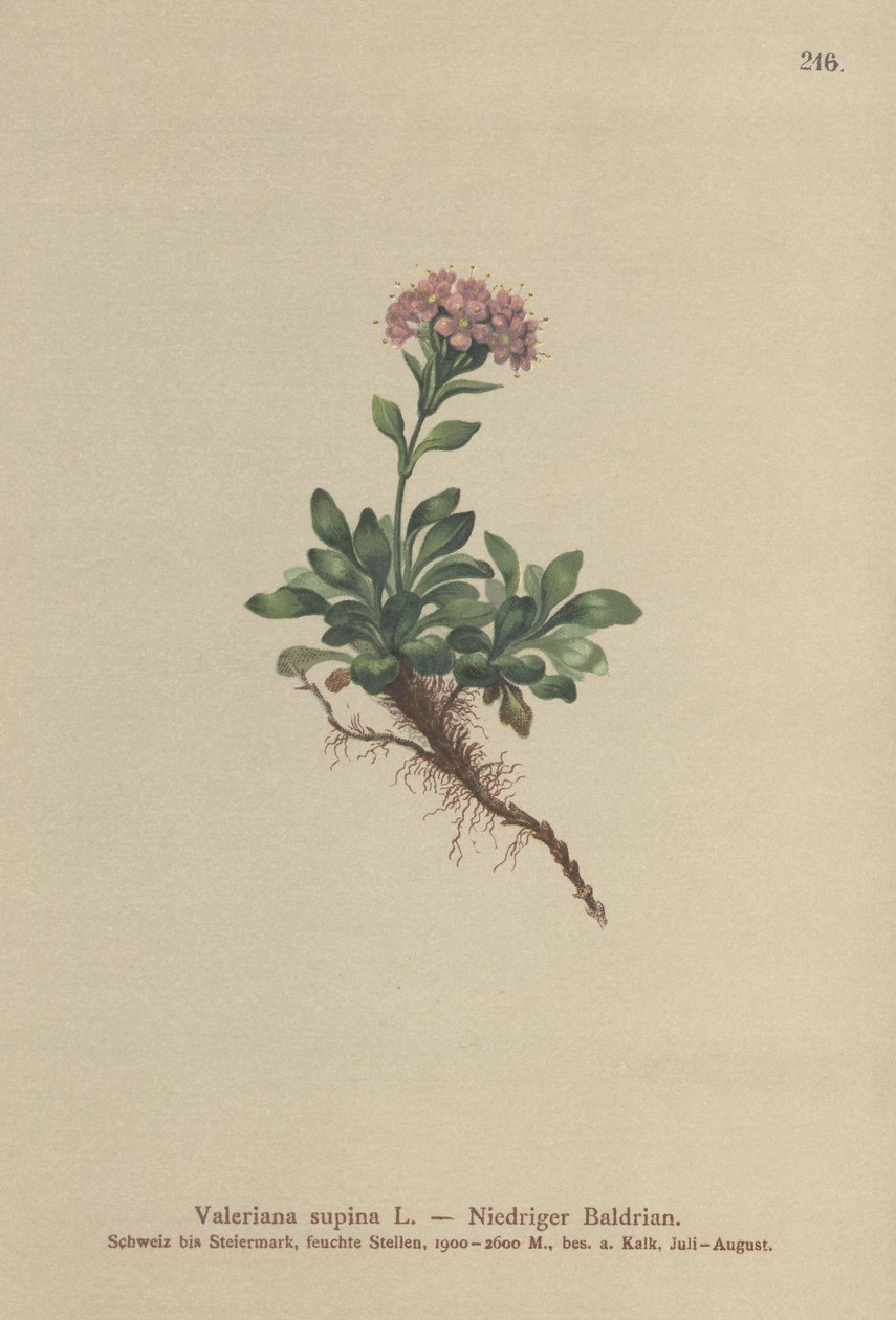 Valeriana anã (Valeriana supina) de German School