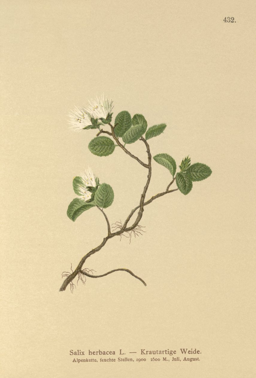 Salgueiro-anão (Salix herbacea) de German School