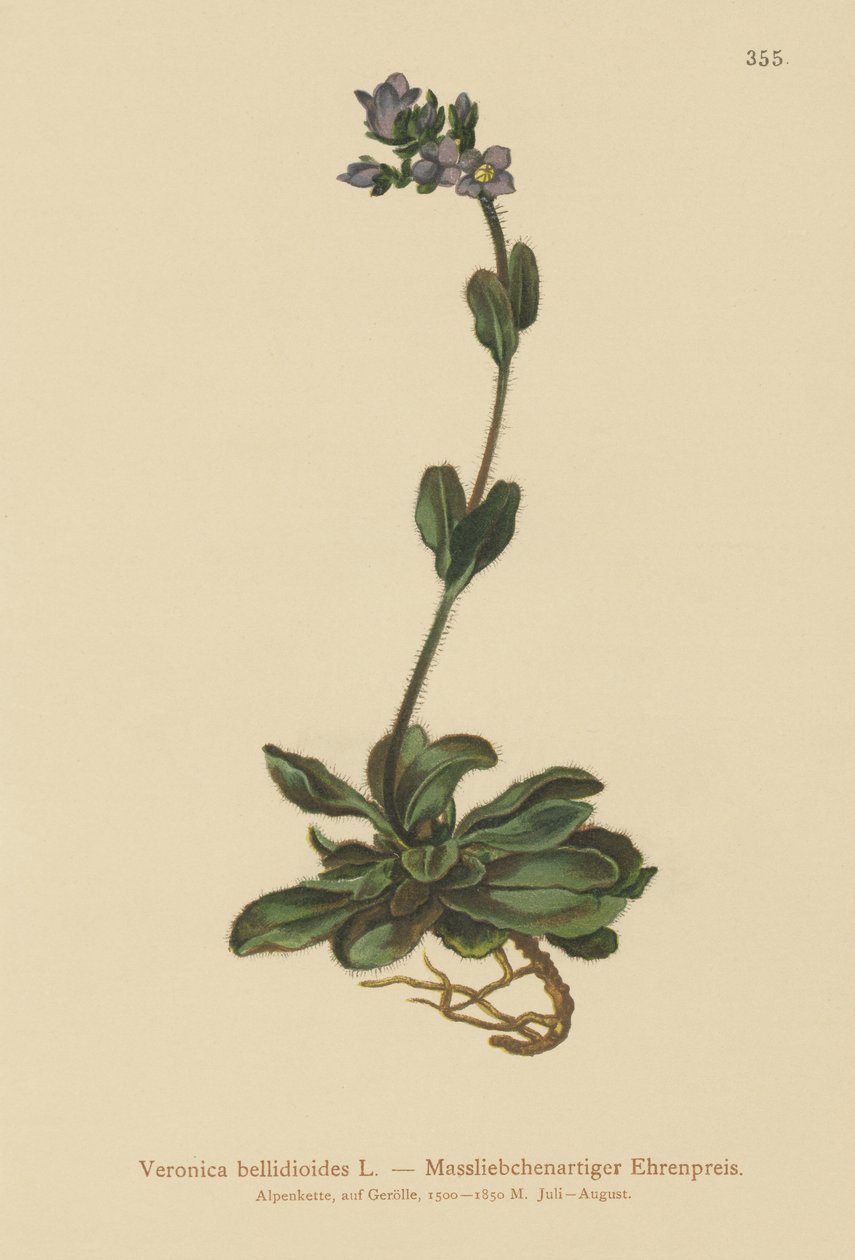 Speedwell azul anão (Veronica bellidioides) de German School