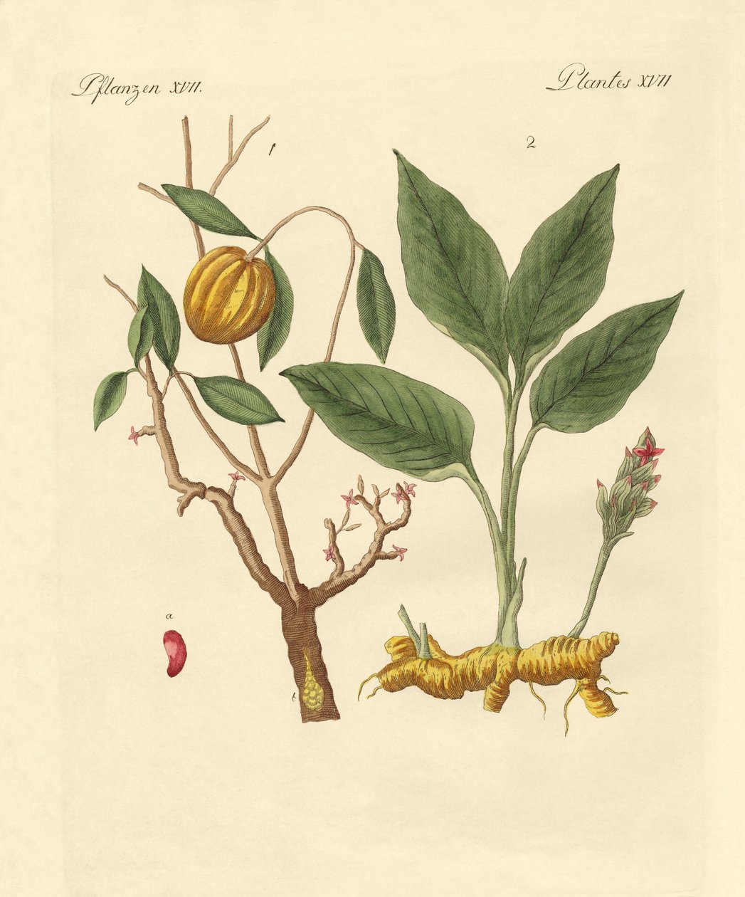 Plantas de tintura de German School