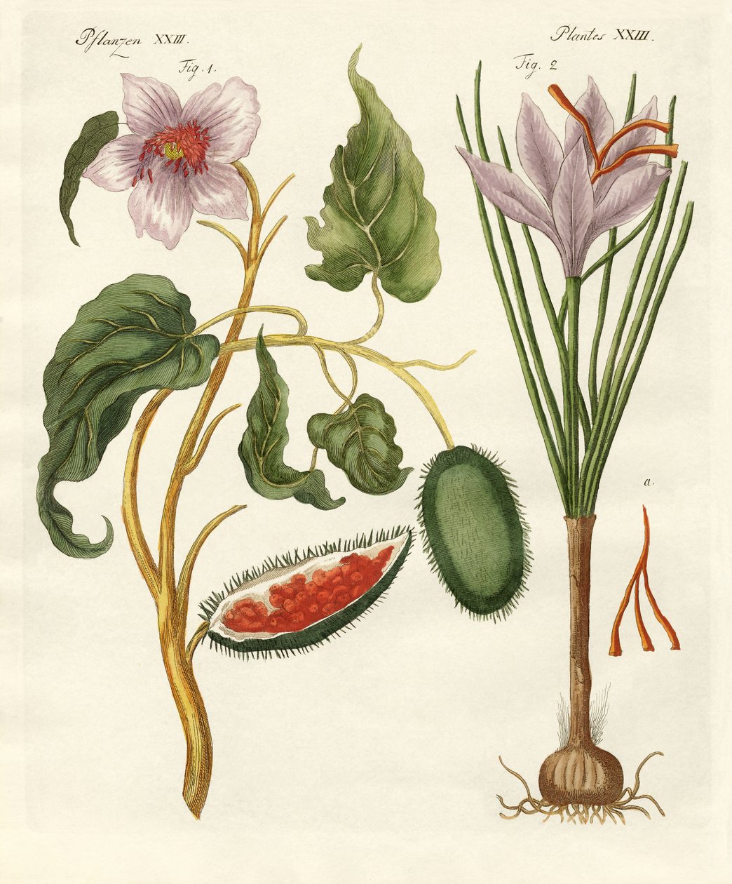 Plantas de tintura de German School