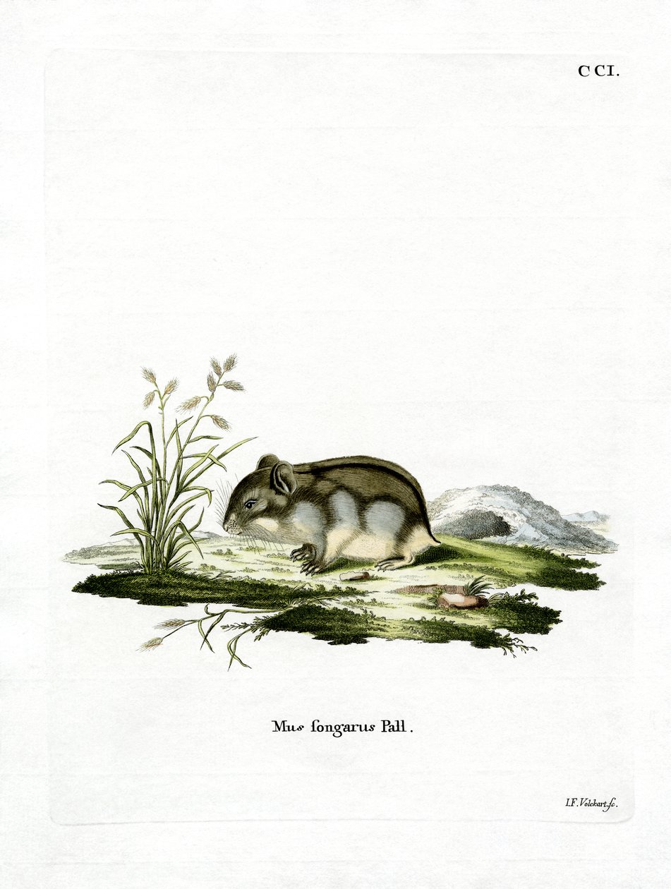 Dzhungarian Dwarf Hamster (gravura colorida) de German School