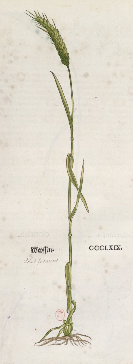 Espiga de trigo, de The Herbarium, de Leonhart Fuchs (1501-66), publicada em Basiléia, 1555 (gravura colorida) de German School