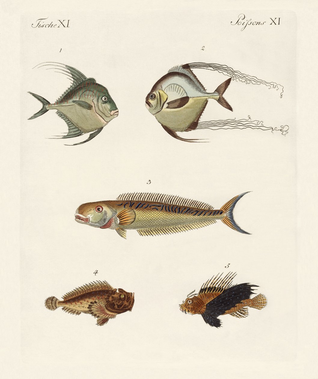 Peixe do leste da Índia de German School