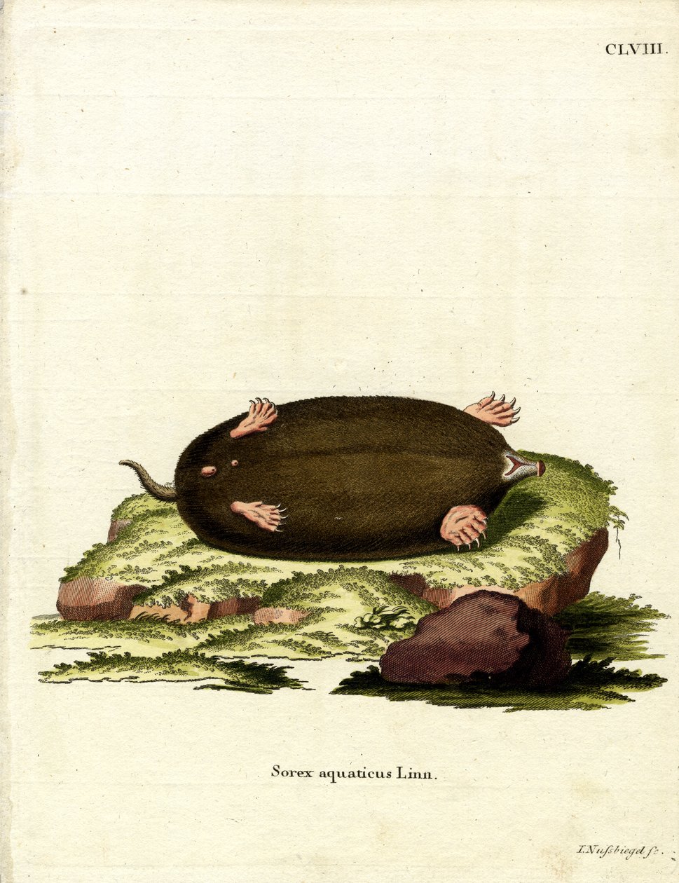 Eastern Mole (gravação a cores) de German School