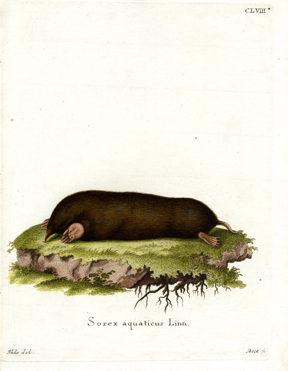Eastern Mole (gravação a cores) de German School