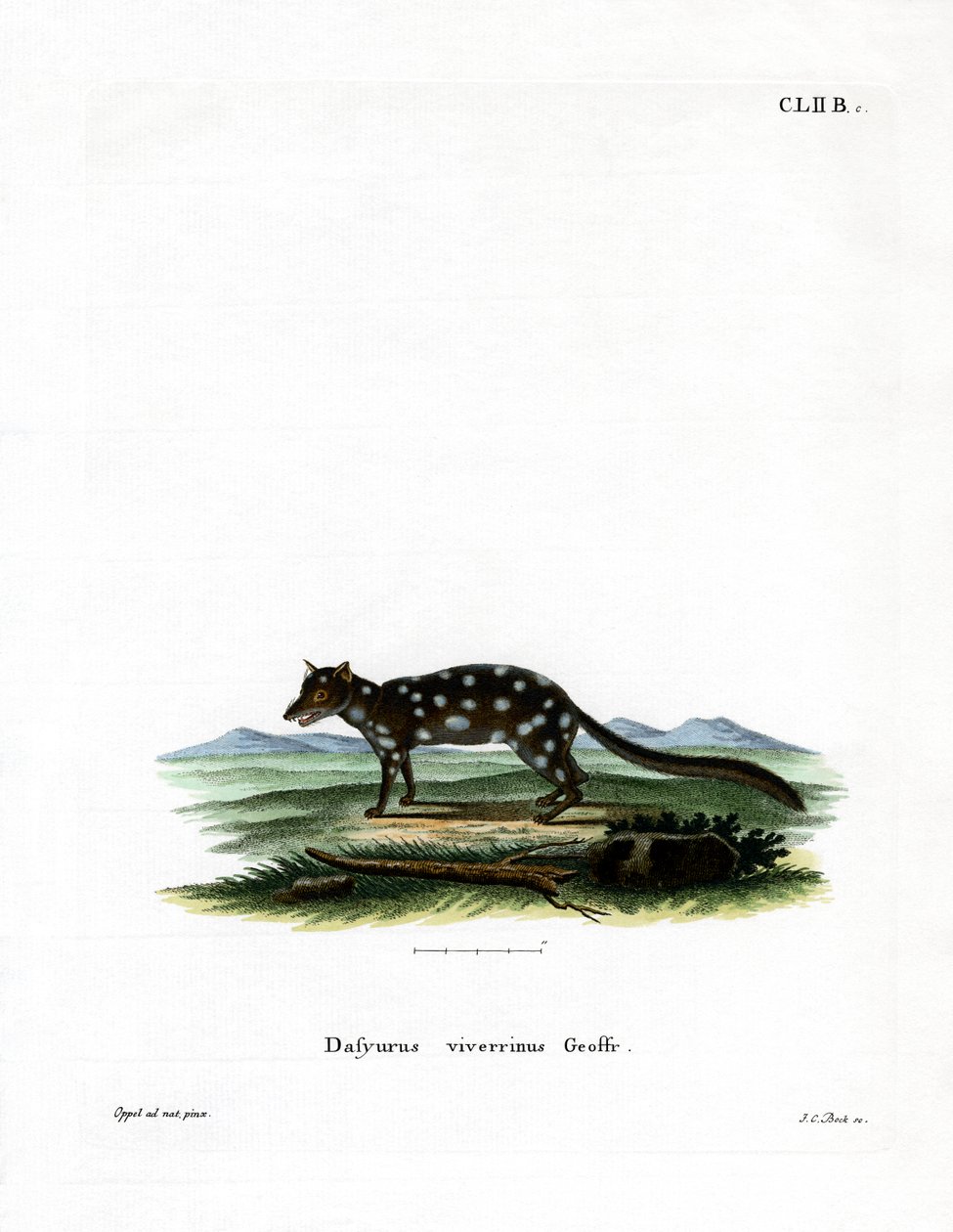 Quoll Oriental (gravação a cores) de German School