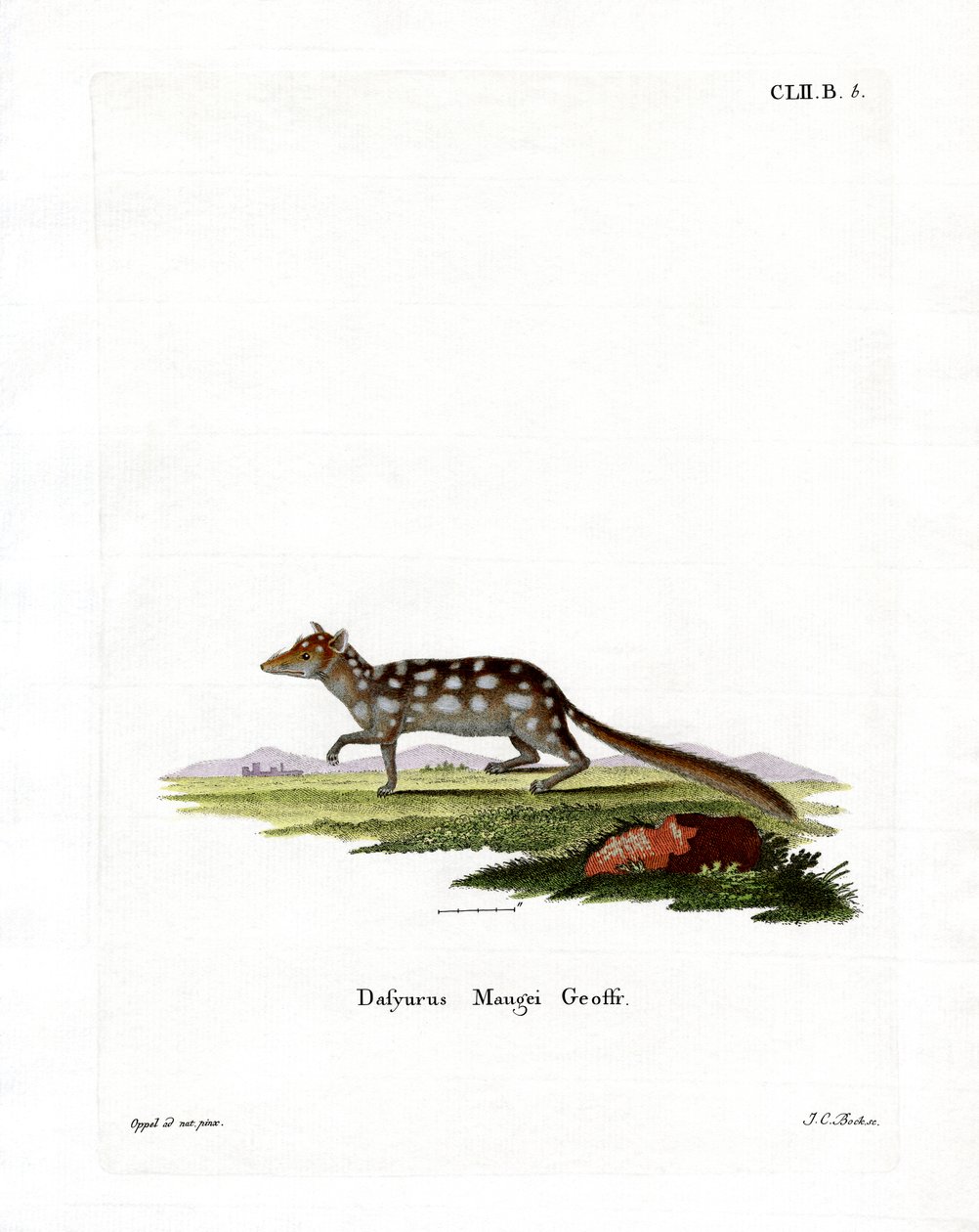 Quoll Oriental (gravação a cores) de German School