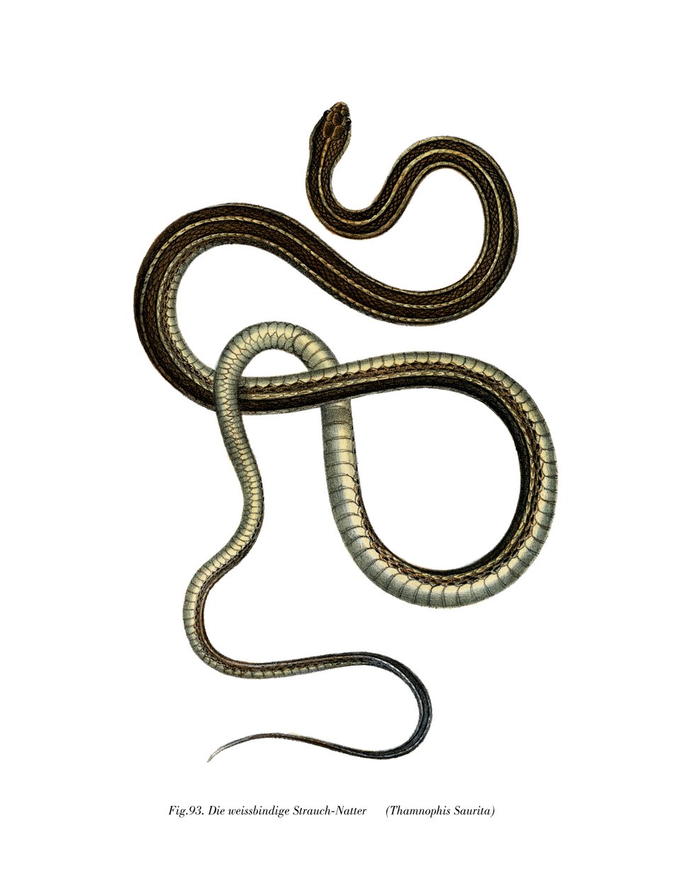 Ribbonsnake oriental de German School