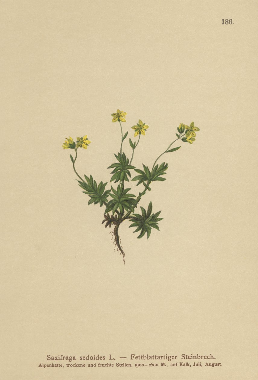 Saxofrage Oriental (Saxifraga sedoides) de German School