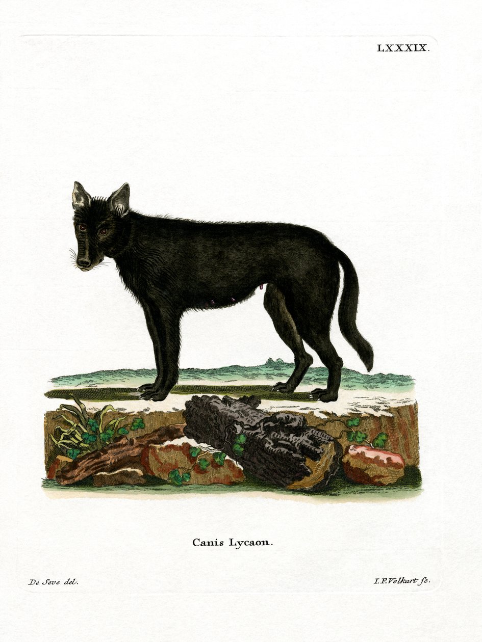 Lobo da Madeira Oriental (gravura colorida) de German School