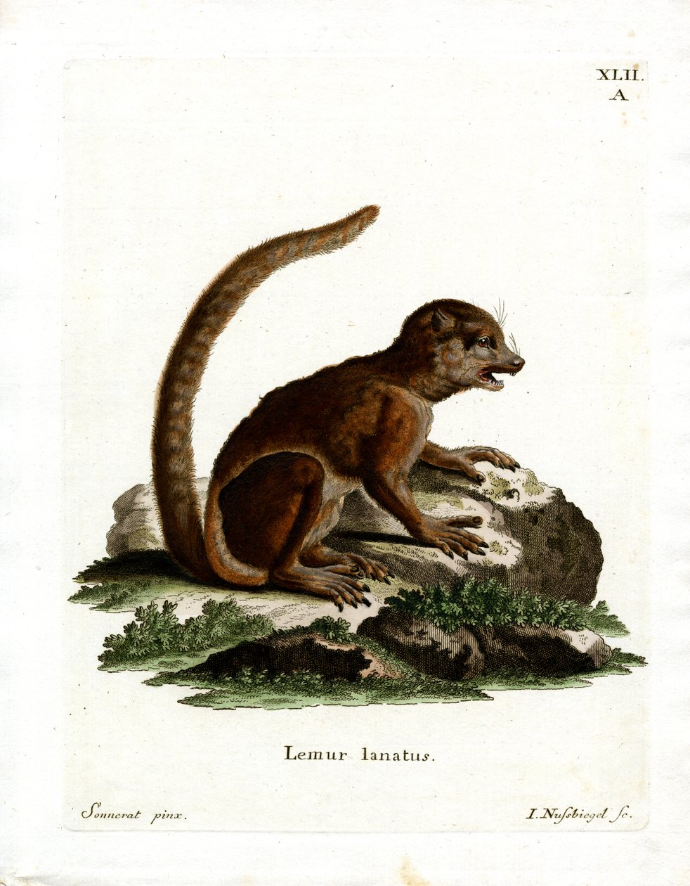 Lemur Lanoso Oriental (gravação a cores) de German School