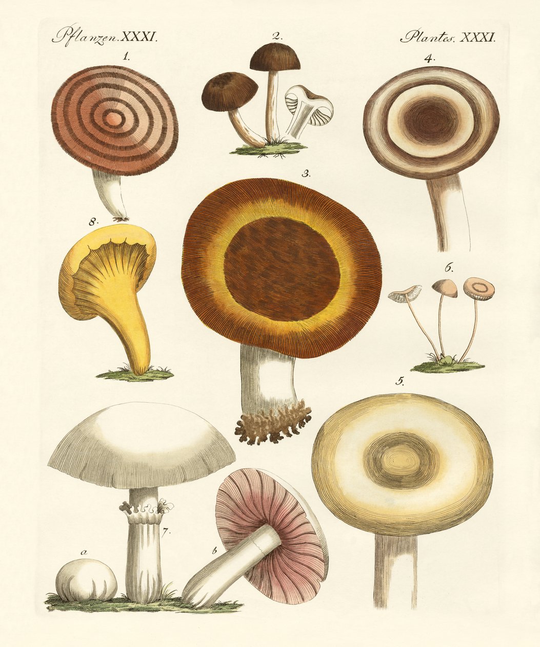 Cogumelos comestíveis de German School