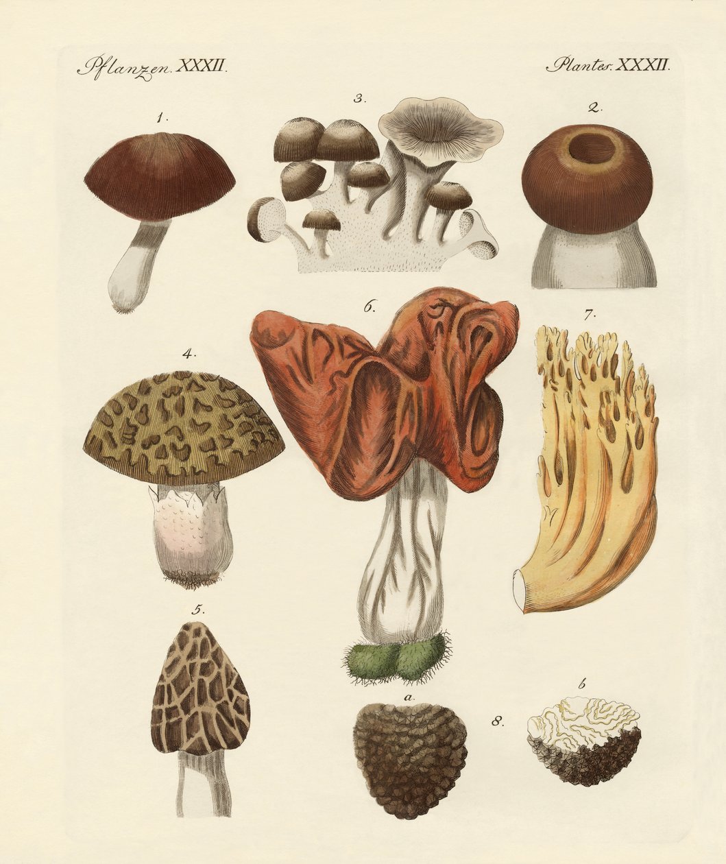Cogumelos comestíveis de German School